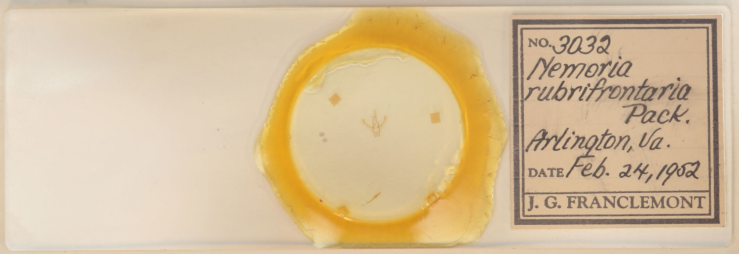 slide view of adult Nemoria bistriaria