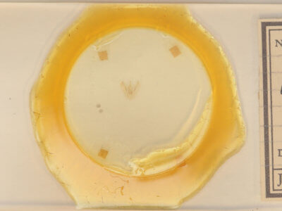 slide view of adult Lomographa vestaliata