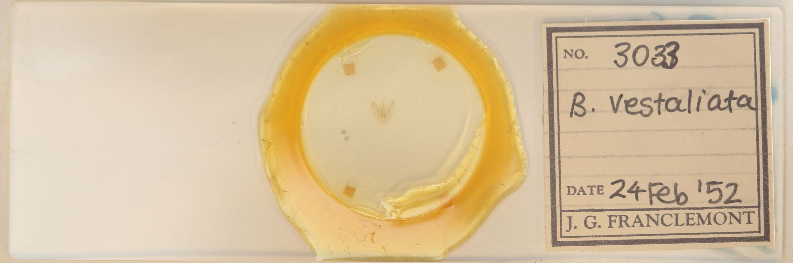 slide view of adult Lomographa vestaliata