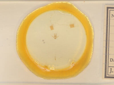 slide view of adult Heliomata cycladata