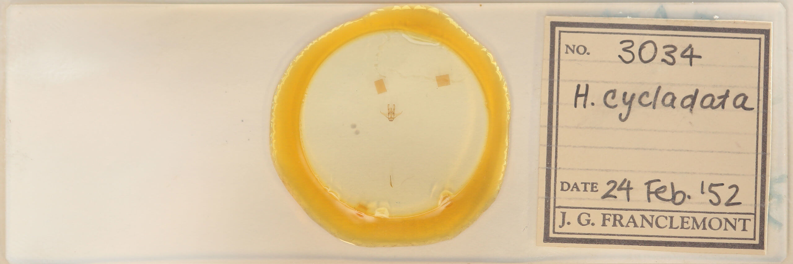 slide view of adult Heliomata cycladata