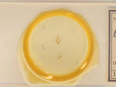 slide view of adult Elaphria versicolor