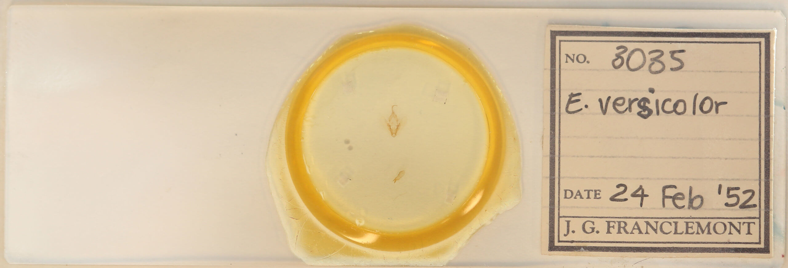 slide view of adult Elaphria versicolor