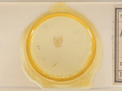 slide view of adult Melanolophia canadaria