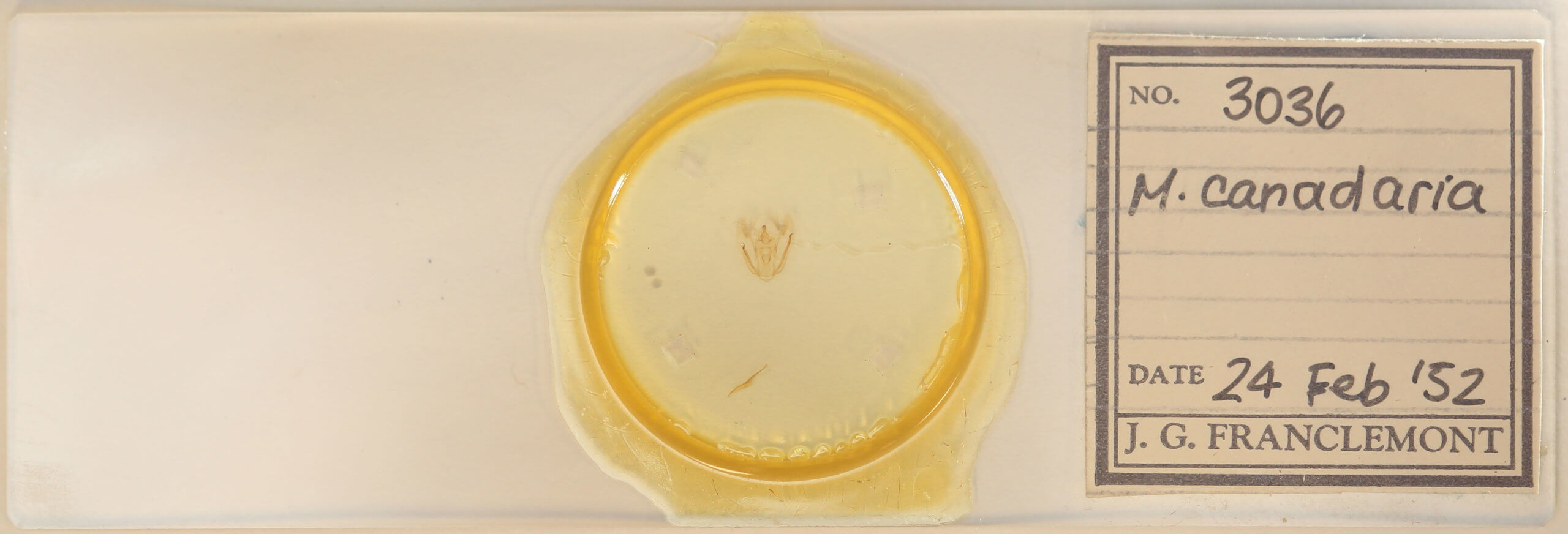 slide view of adult Melanolophia canadaria