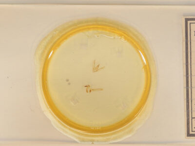 slide view of adult Anavitrinella pampinaria