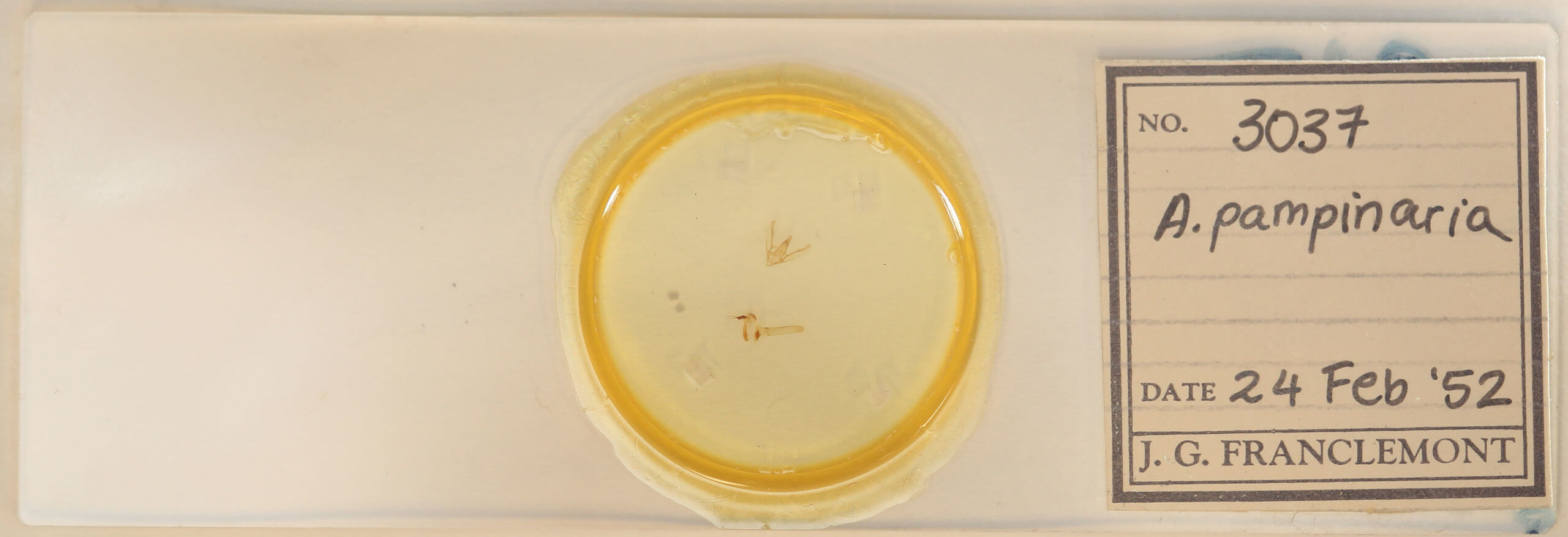 slide view of adult Anavitrinella pampinaria