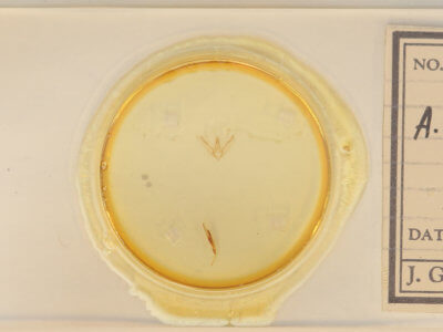 slide view of adult Anavitrinella pampinaria