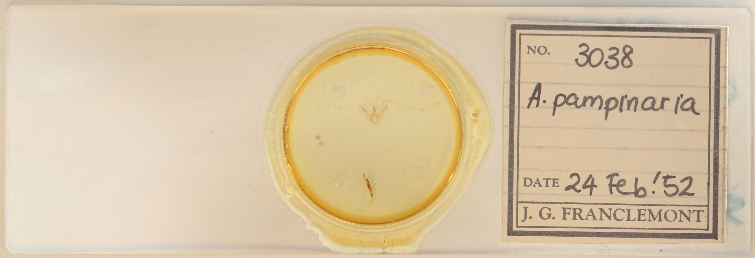 slide view of adult Anavitrinella pampinaria