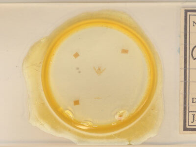 slide view of adult Chlorochlamys chloroleucaria