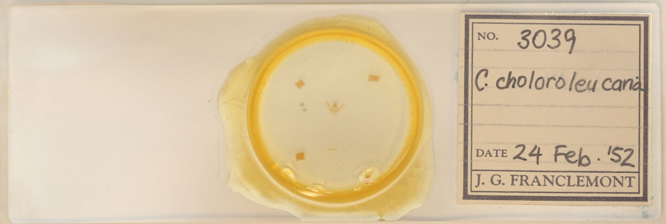 slide view of adult Chlorochlamys chloroleucaria