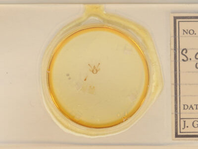 slide view of adult Digrammia gnophosaria