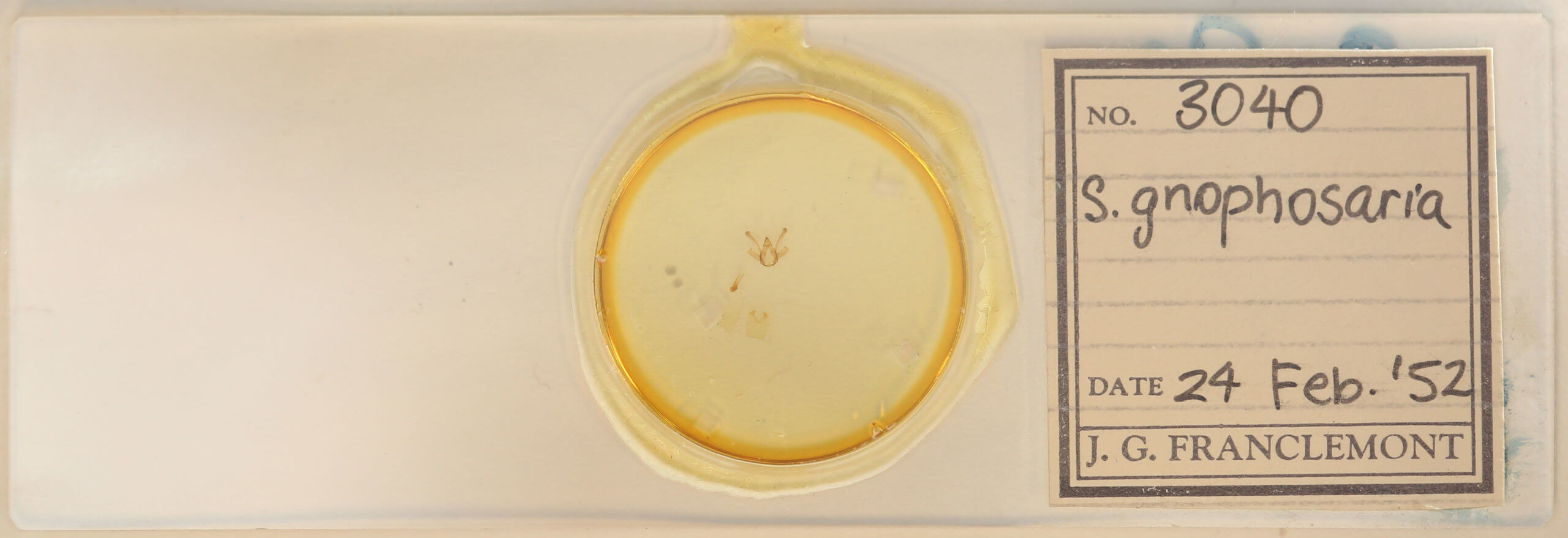 slide view of adult Digrammia gnophosaria