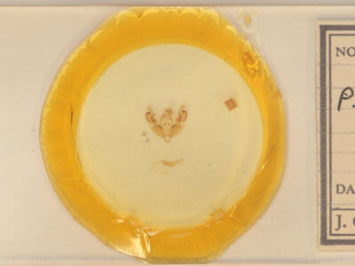 slide view of adult Orthodes detracta