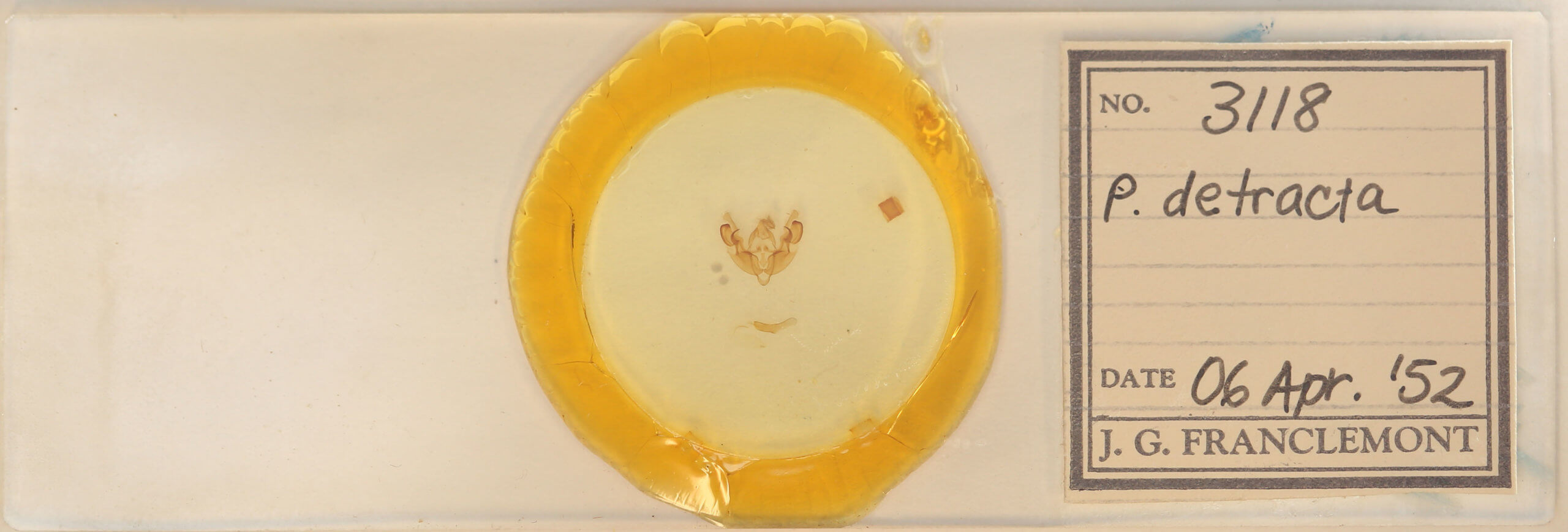 slide view of adult Orthodes detracta