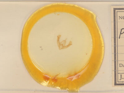 slide view of adult Pseudorthodes