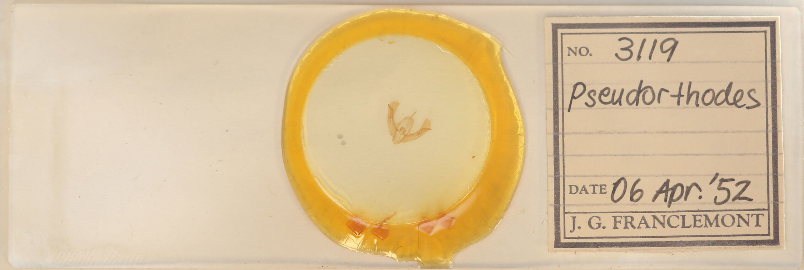 slide view of adult Pseudorthodes