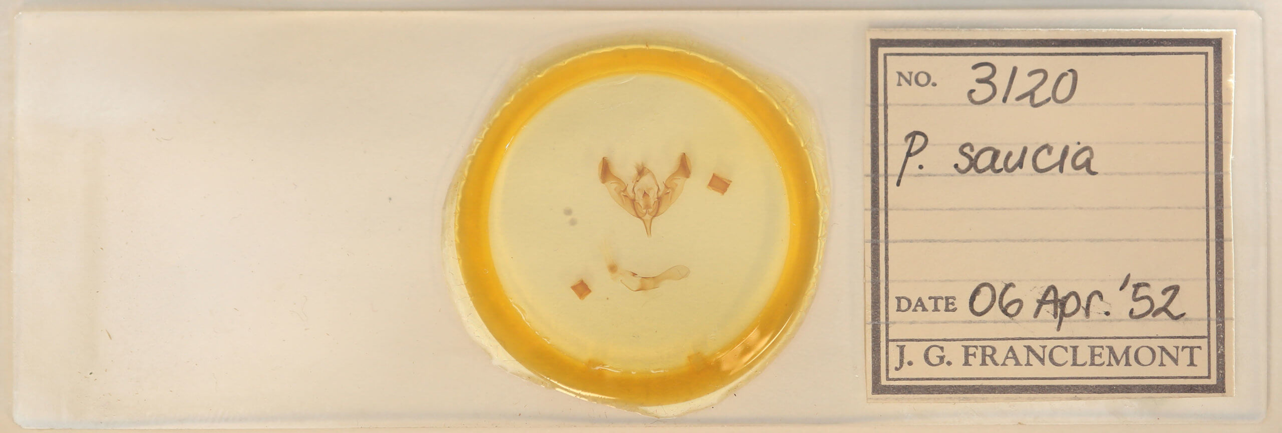 slide view of adult Peridroma saucia