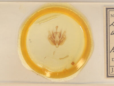 slide view of adult Leucania ursula