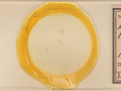 slide view of adult Dichorda iridaria