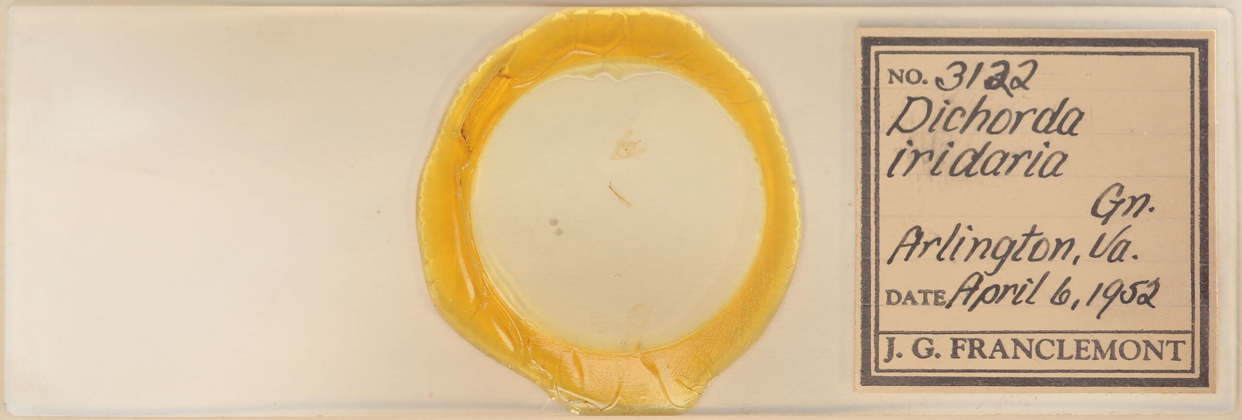 slide view of adult Dichorda iridaria