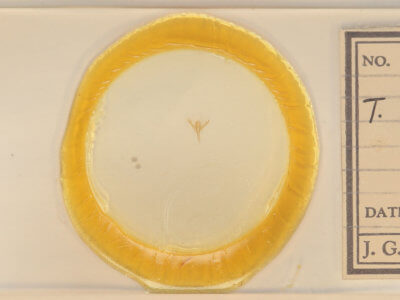 slide view of adult Marimatha nigrofimbria