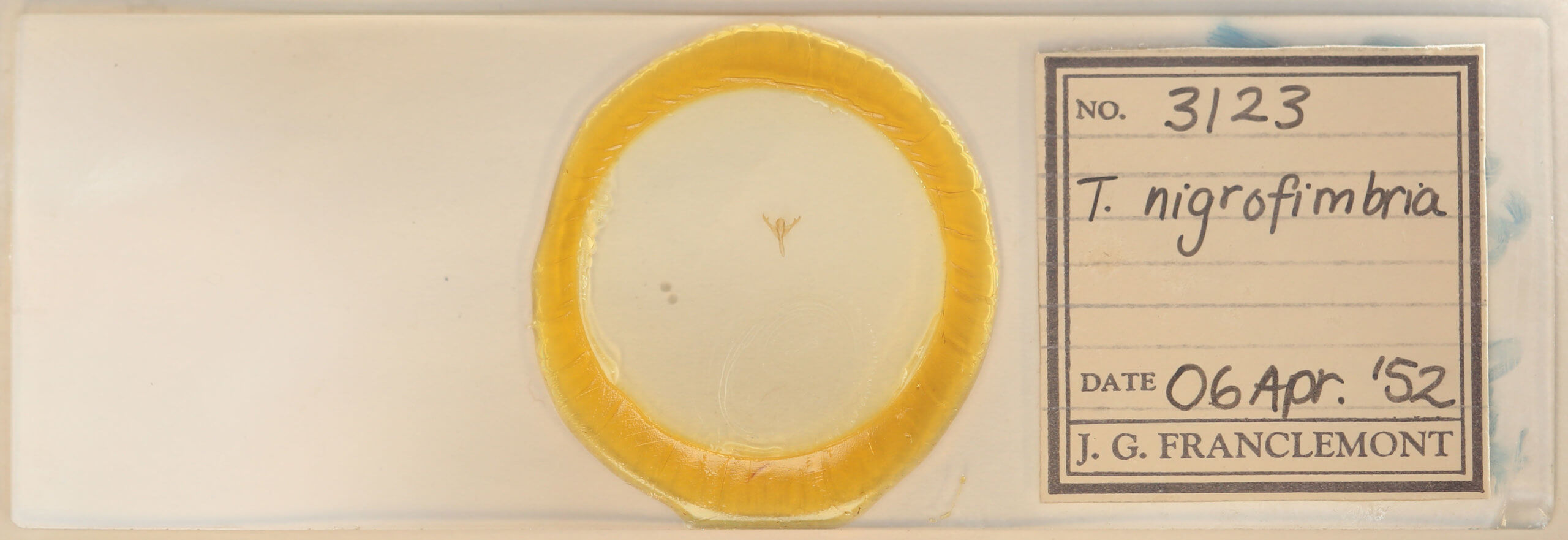 slide view of adult Marimatha nigrofimbria