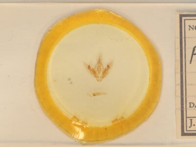 slide view of adult Orthodes goodelli