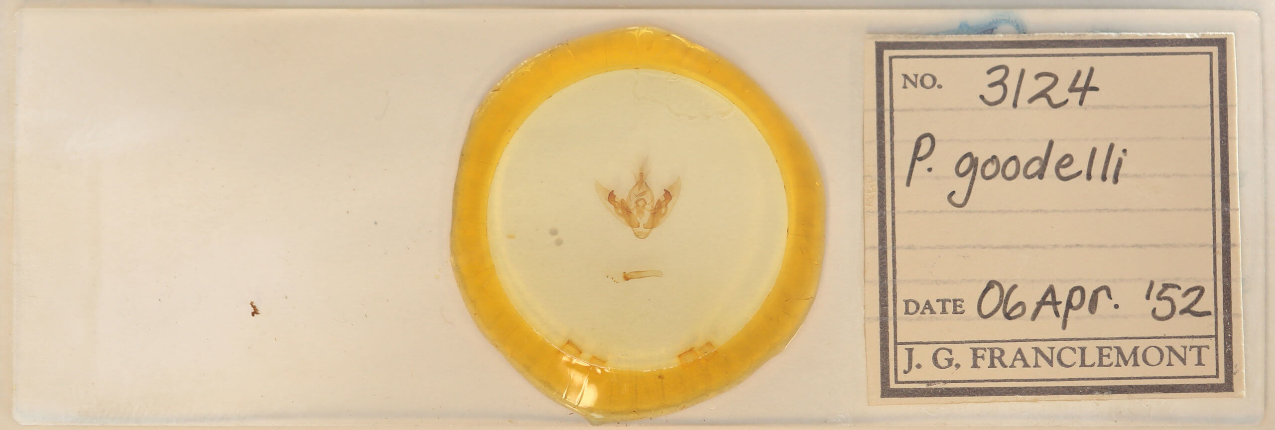 slide view of adult Orthodes goodelli