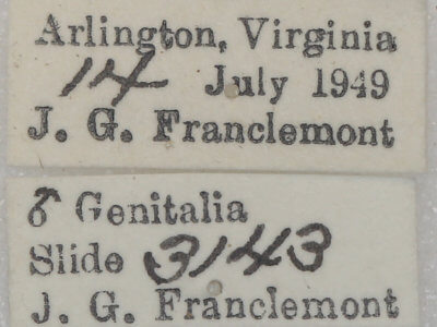 label view of adult Lambdina fervidaria