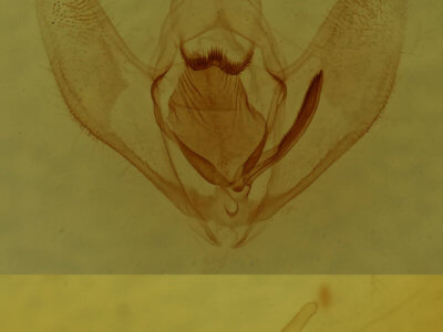 genitalia view of adult Lambdina fervidaria