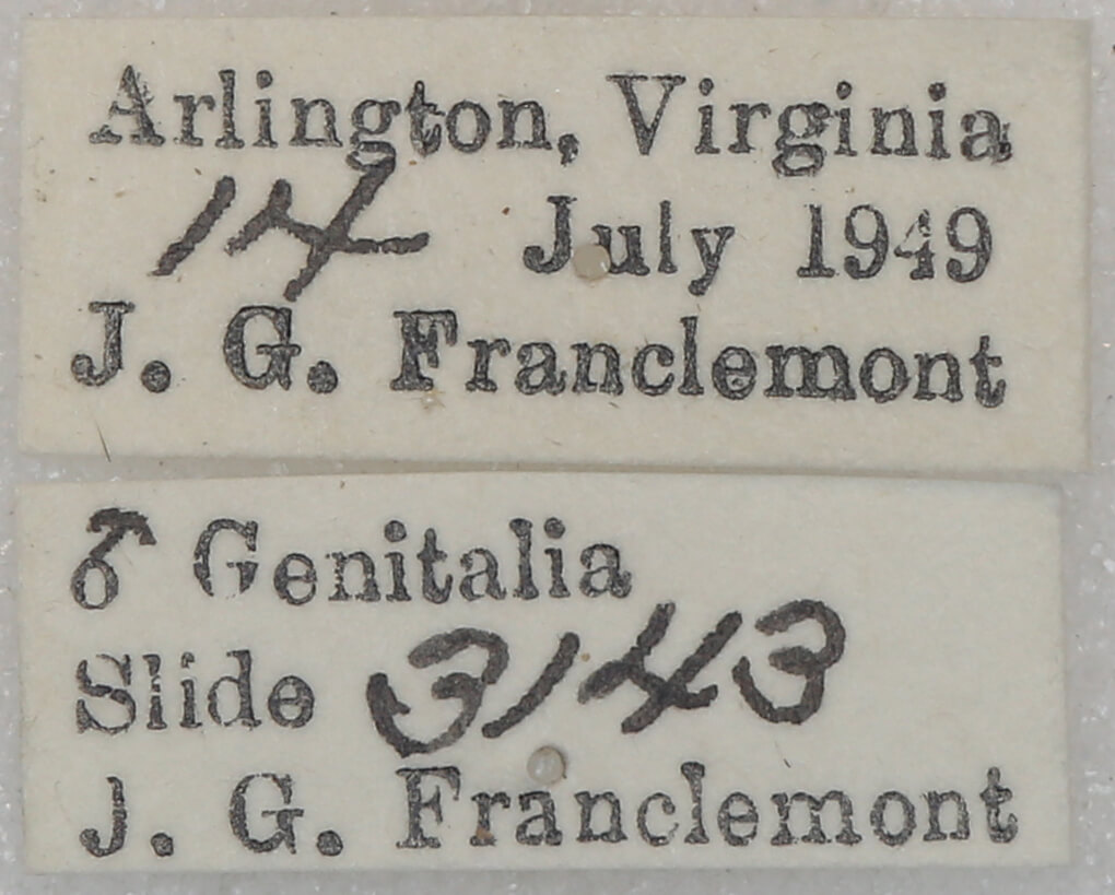 label view of adult Lambdina fervidaria