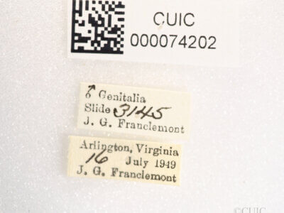 label view of Anicla illapsa