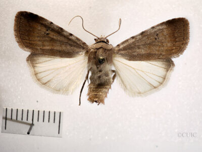 dorsal view of adult Anicla illapsa