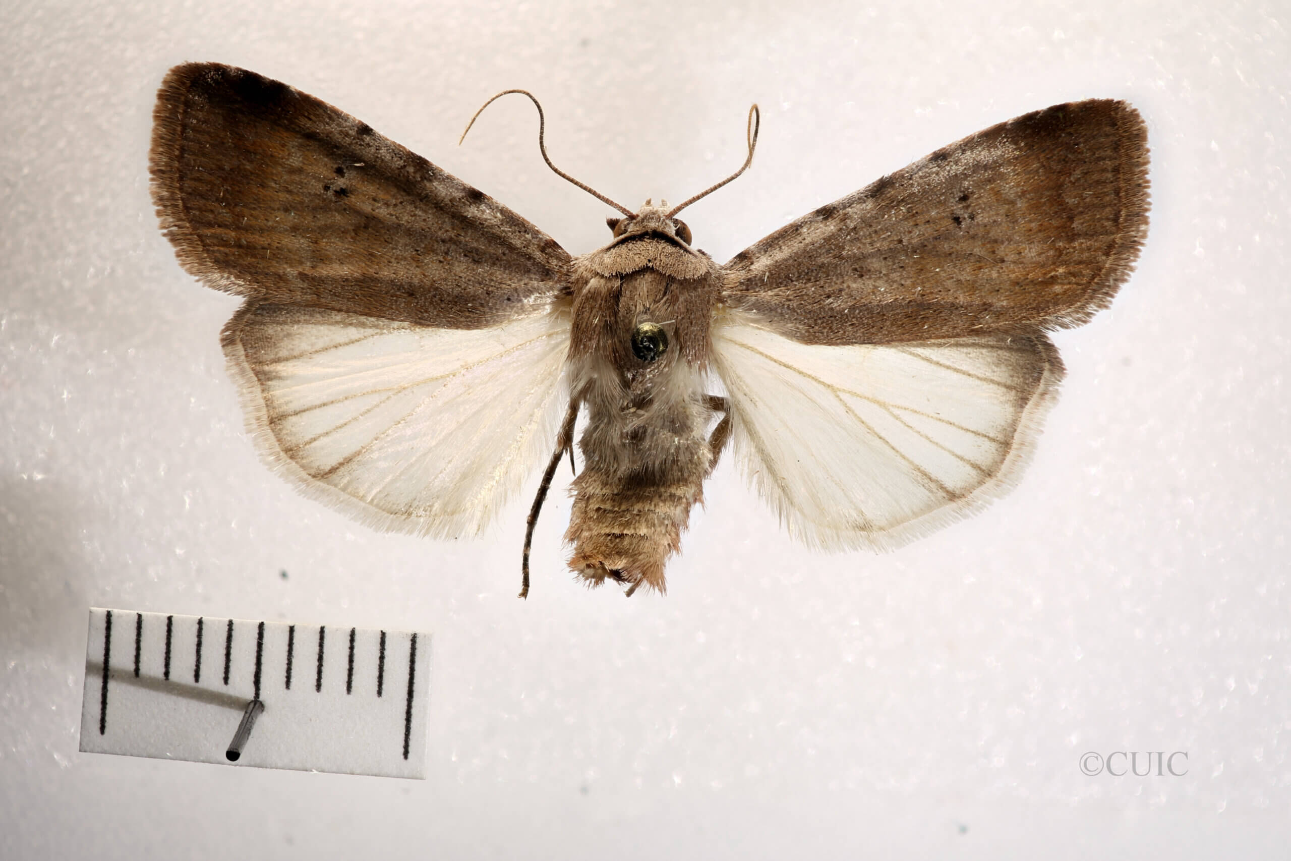 dorsal view of adult Anicla illapsa