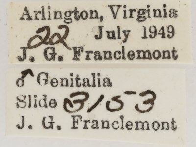 label view of adult Marathyssa inficita