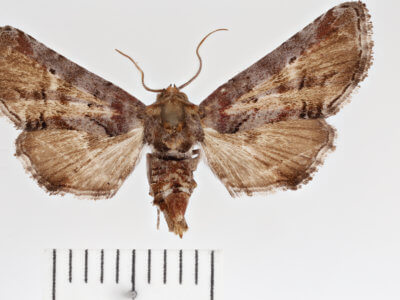 dorsal view of adult Marathyssa inficita