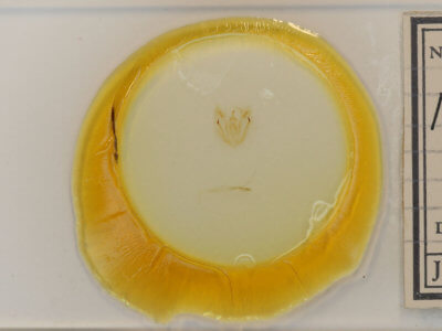 slide view of adult Melanolophia canadaria