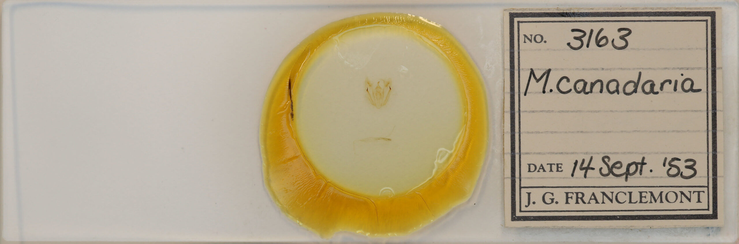 slide view of adult Melanolophia canadaria