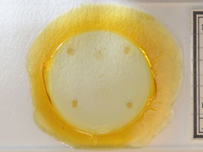 slide view of adult Anticlea multiferata