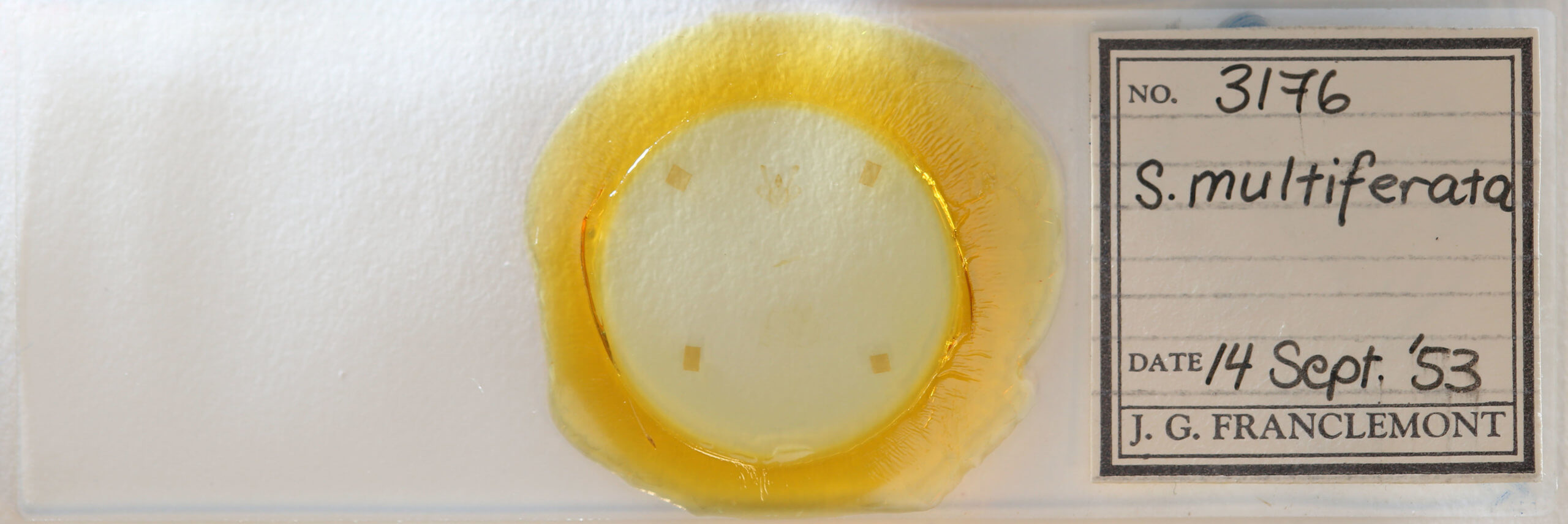 slide view of adult Anticlea multiferata