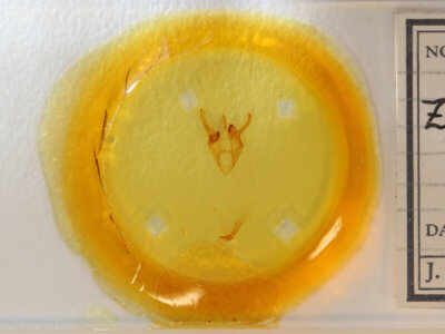 slide view of adult Zale bethunei