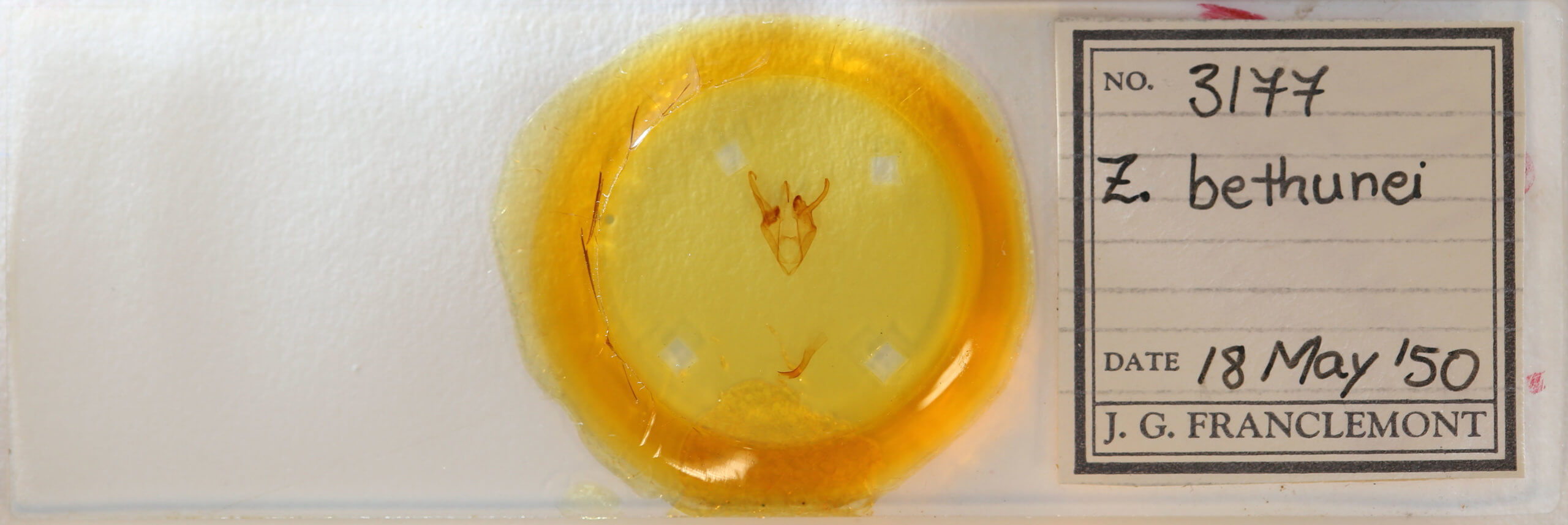 slide view of adult Zale bethunei