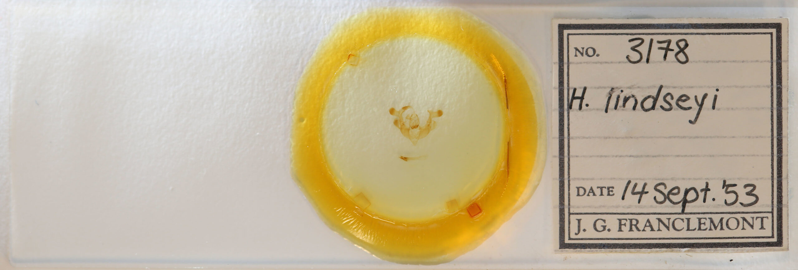 slide view of adult Homorthodes lindseyi