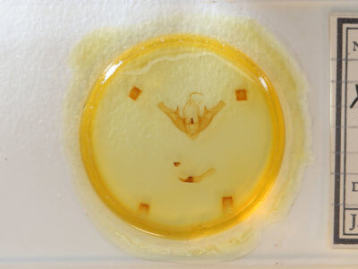 slide view of adult Pseudohermonassa bicarnea