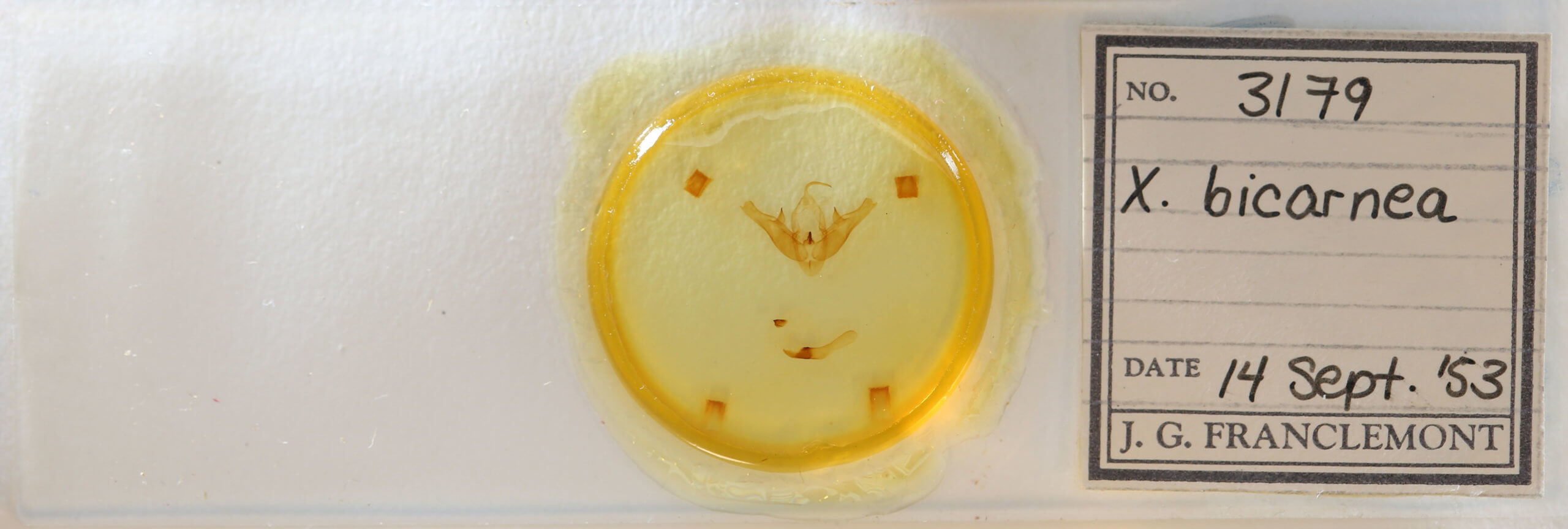 slide view of adult Pseudohermonassa bicarnea