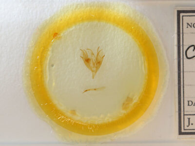 slide view of adult Caenurgina erechtea