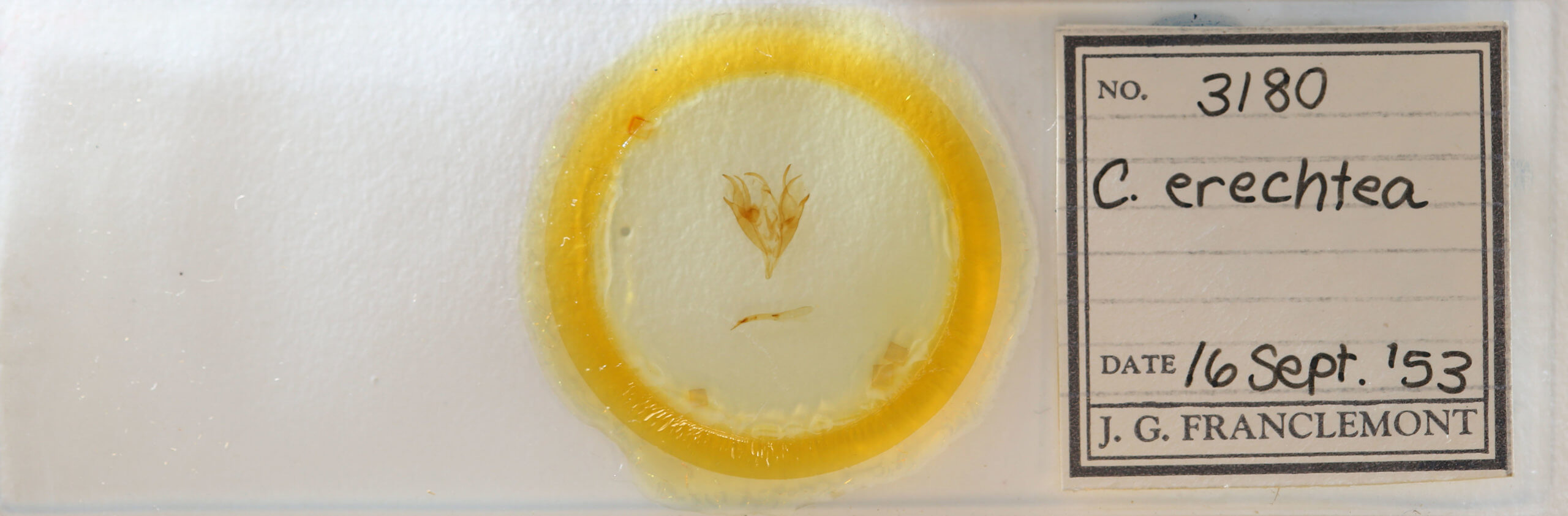 slide view of adult Caenurgina erechtea