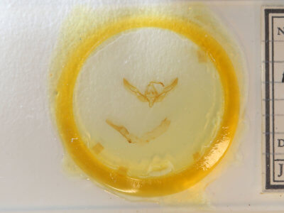 slide view of adult Feltia