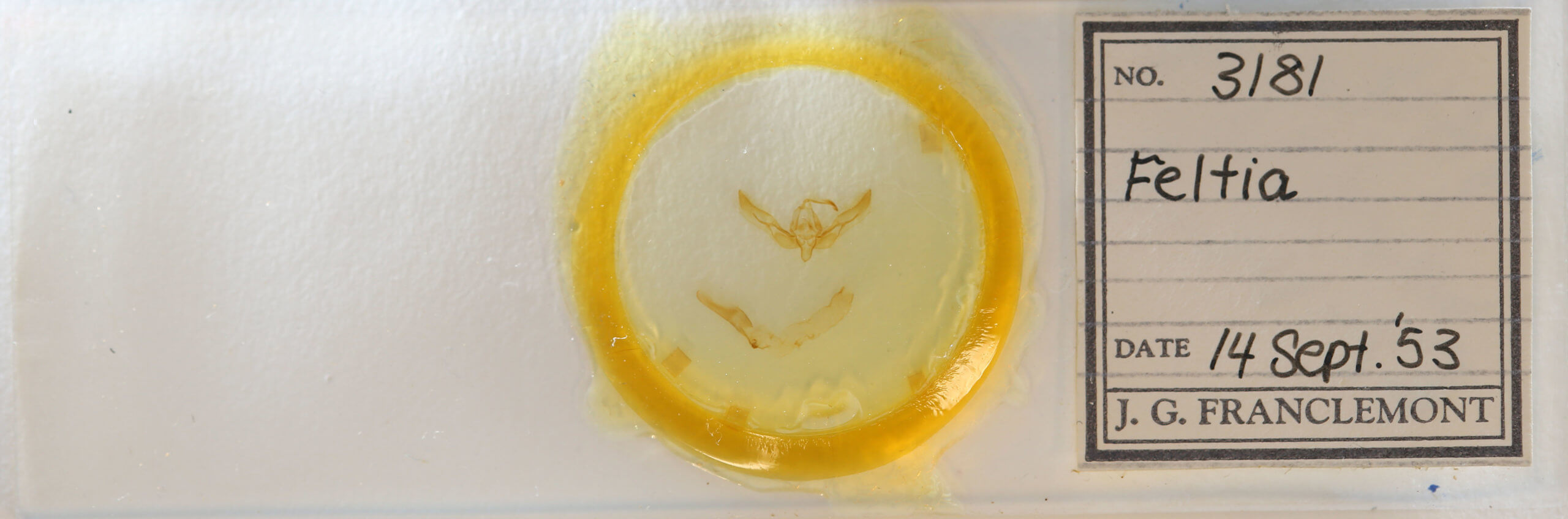 slide view of adult Feltia